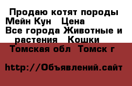 Продаю котят породы Мейн Кун › Цена ­ 12 000 - Все города Животные и растения » Кошки   . Томская обл.,Томск г.